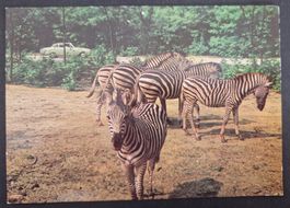 Safaripark Zebra 1974 Arnhem