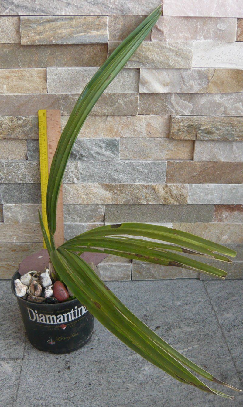 Pflanzen & Samen: Washingtonija Palme ca 45 cm – Gebraucht aus Ruggell von Dolce9
