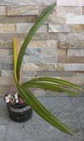 Washingtonija Palme ca 45 cm