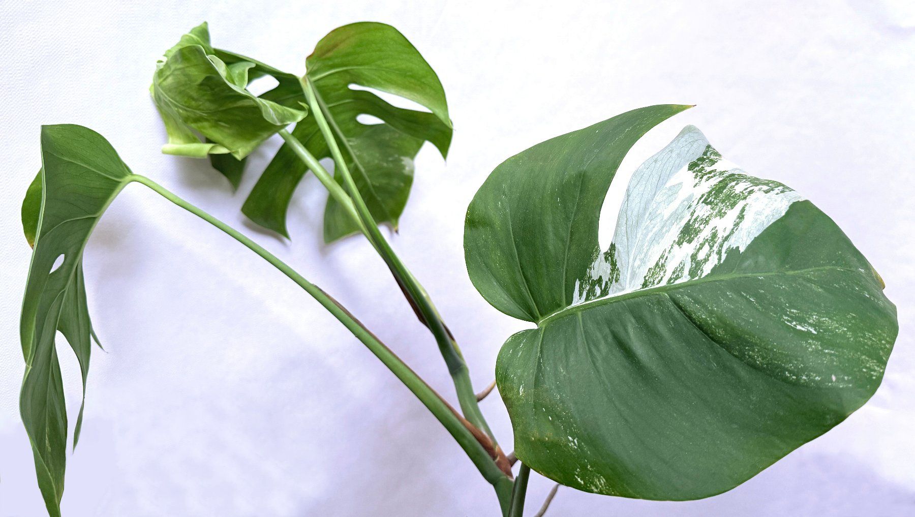 Piante & sementi: Monstera variegata***** – Nuovo (secondo la descrizione) da Dübendorf venduto da Orchid18 1