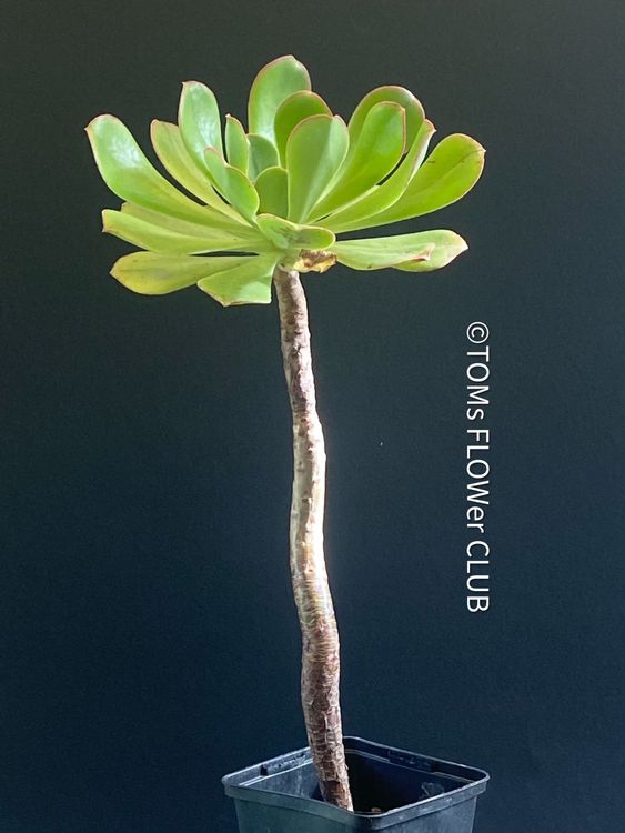 Aeonium Hierrense Kaufen auf Ricardo