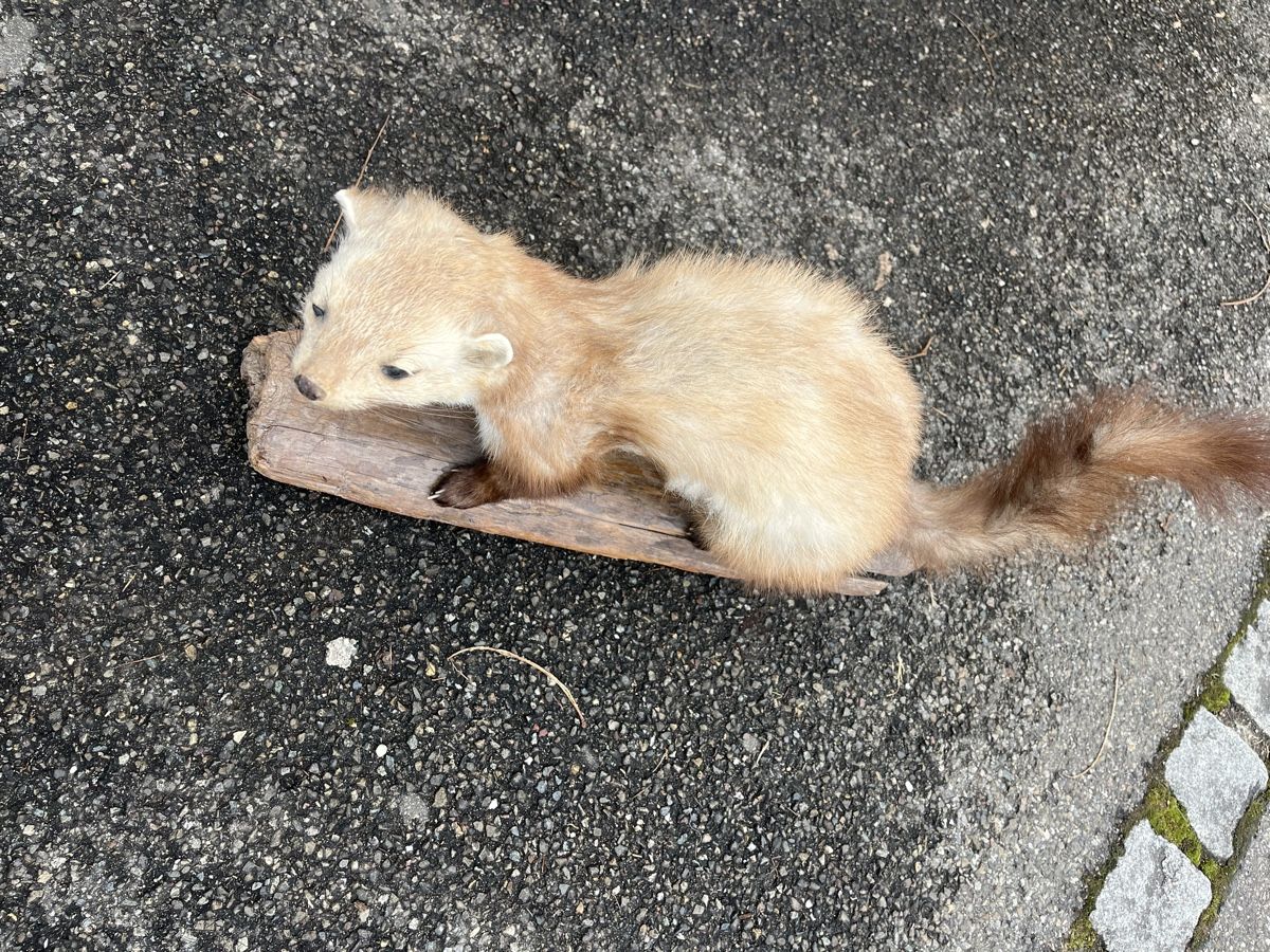 Il mondo degli animali: Murmeltier ausgestopft – Usato da Hallau venduto da 13gs