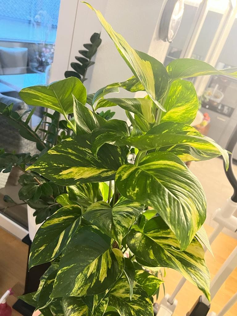 Piante & sementi: Zimmerpflanze Scindapsus 80 cm hoch – Usato da Luzern venduto da Brokiland 1