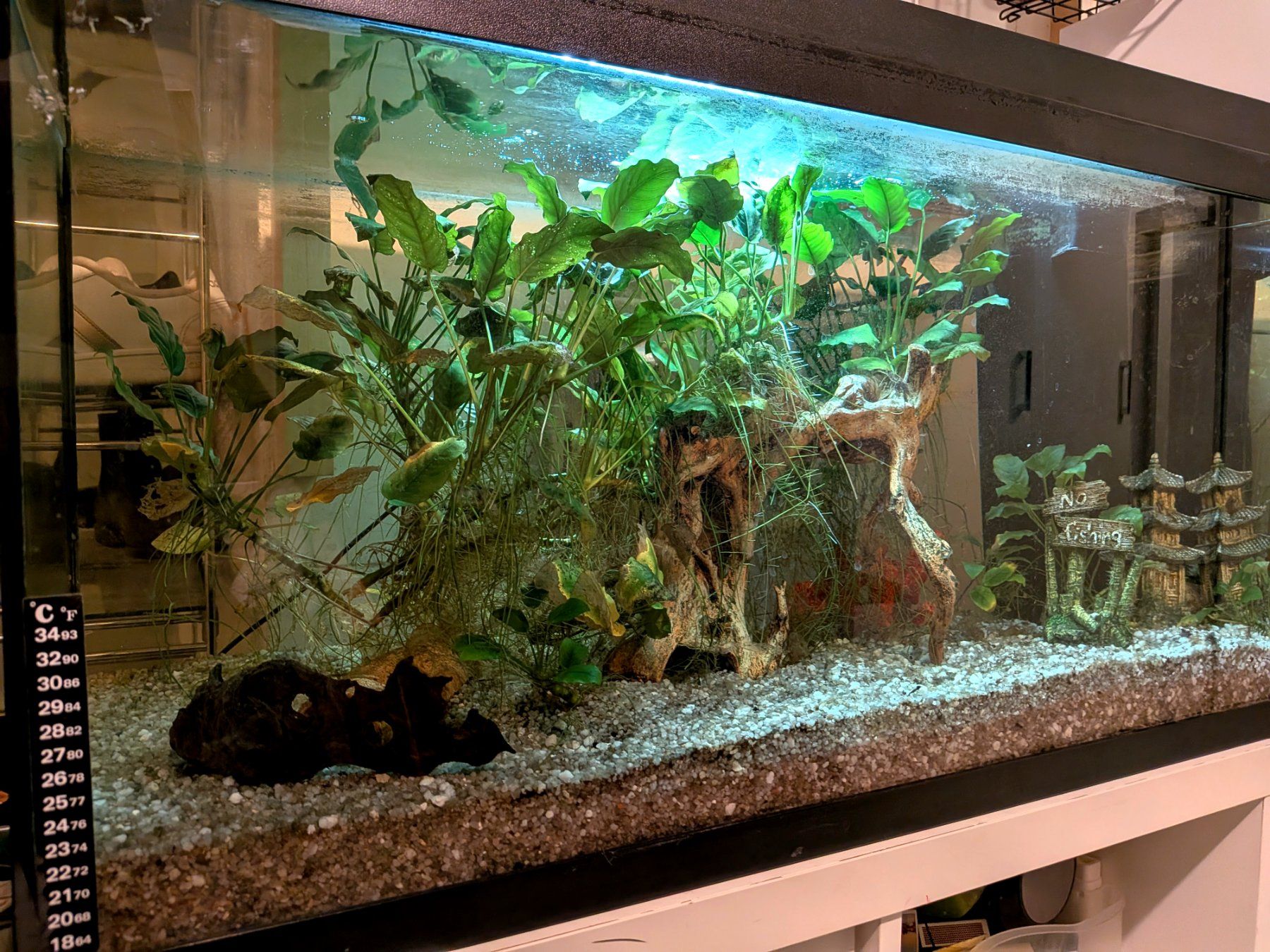 Juwel Aquarium: Aquarium 110l eingelaufen – Gebraucht aus Kloten von Struppensack