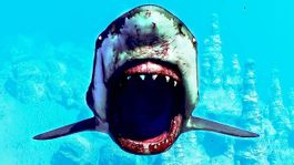 MANEATER Day One Edition  Fressen Erforschen Entwickeln PS4