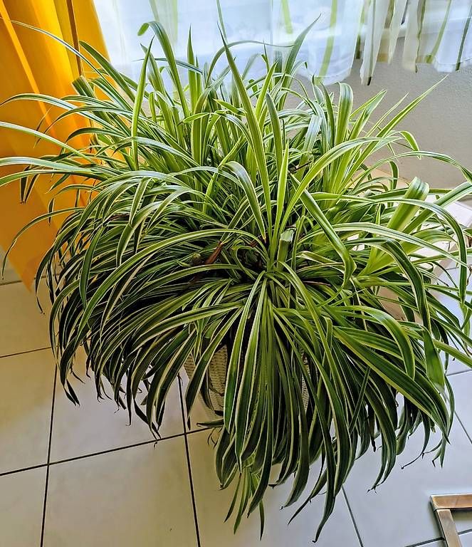 Plantes & graines: Grünlilie – D'occasion à Zürich par anastacia03