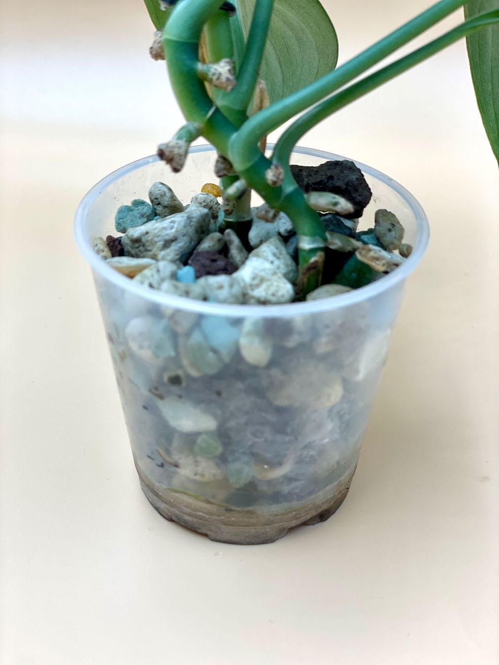 Pflanzen & Samen: Scindapsus Pictus 'Silver Splash' – Neu (gemäss Beschreibung) aus Zürich von Leafscape 2