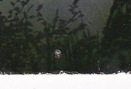 Cartes postales: Lago di Lugano e Monte S. Salvatore (défectueuse) – Défectueux à Cormoret par Pascalll2001 1