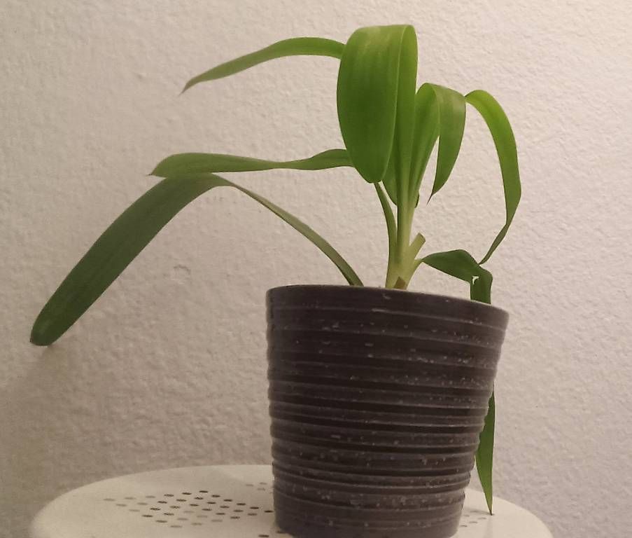 Piante & sementi: Yucca (45 cm inkl. Topf) – Usato da Bern venduto da sv-trade 1