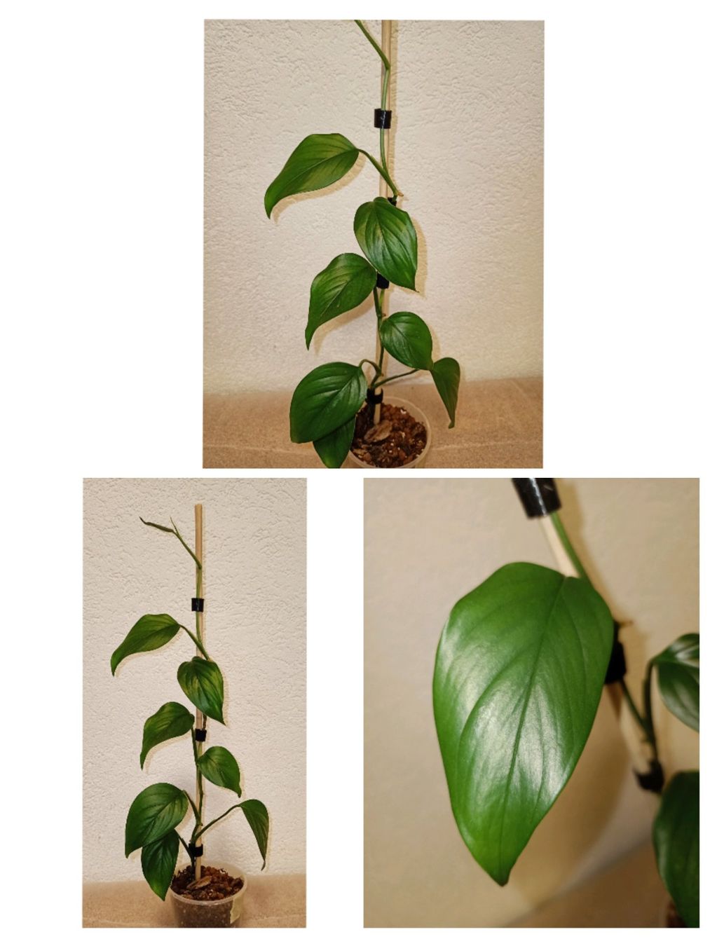 Piante & sementi: Monstera Gracilis – Nuovo (secondo la descrizione) da schöftland venduto da UniquePlants