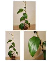Monstera Gracilis