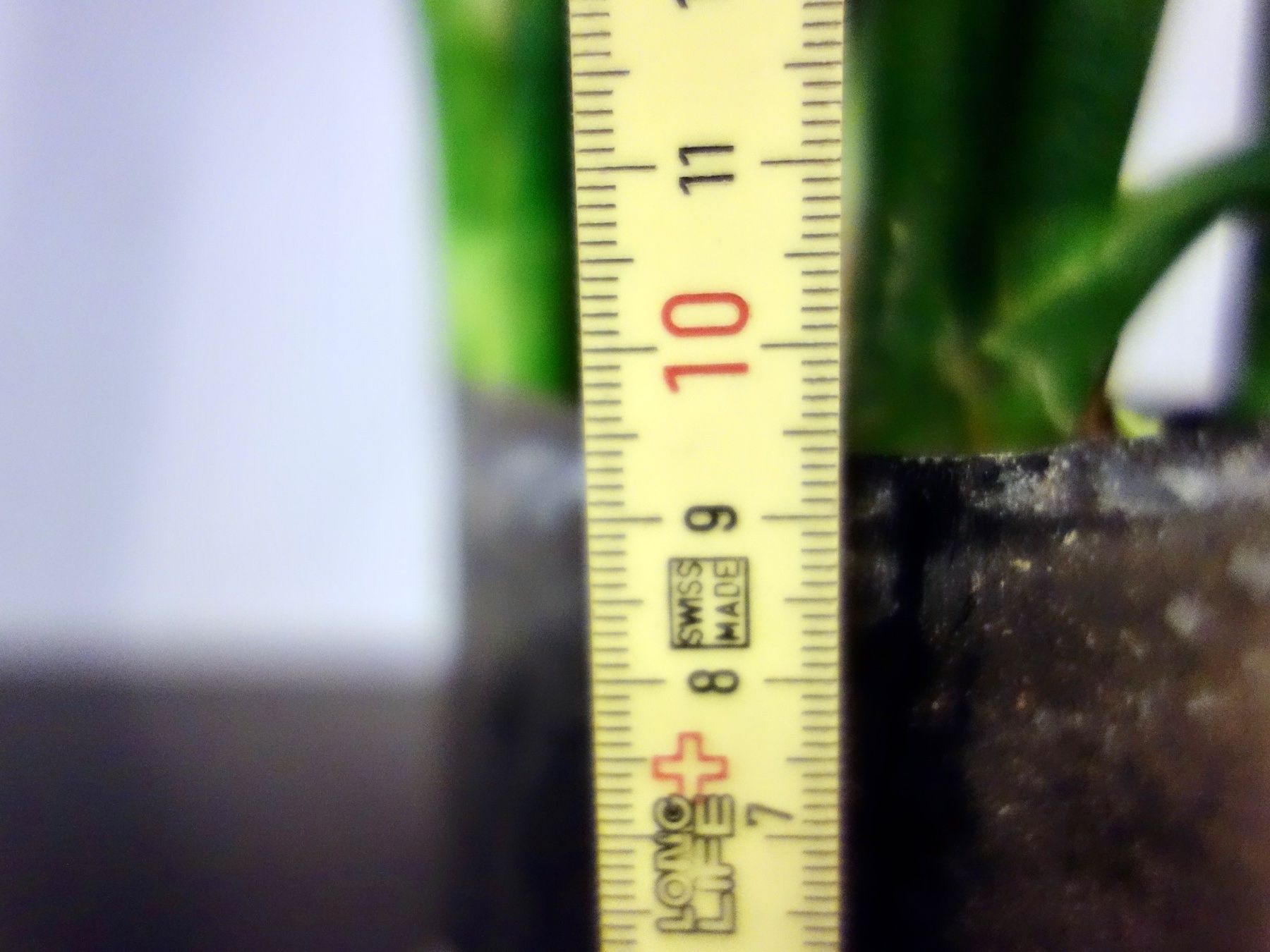 Piante & sementi: Bogenhanf Sansevieria Trifasciata – Nuovo (secondo la descrizione) da Kerzers venduto da zimmergruener 5