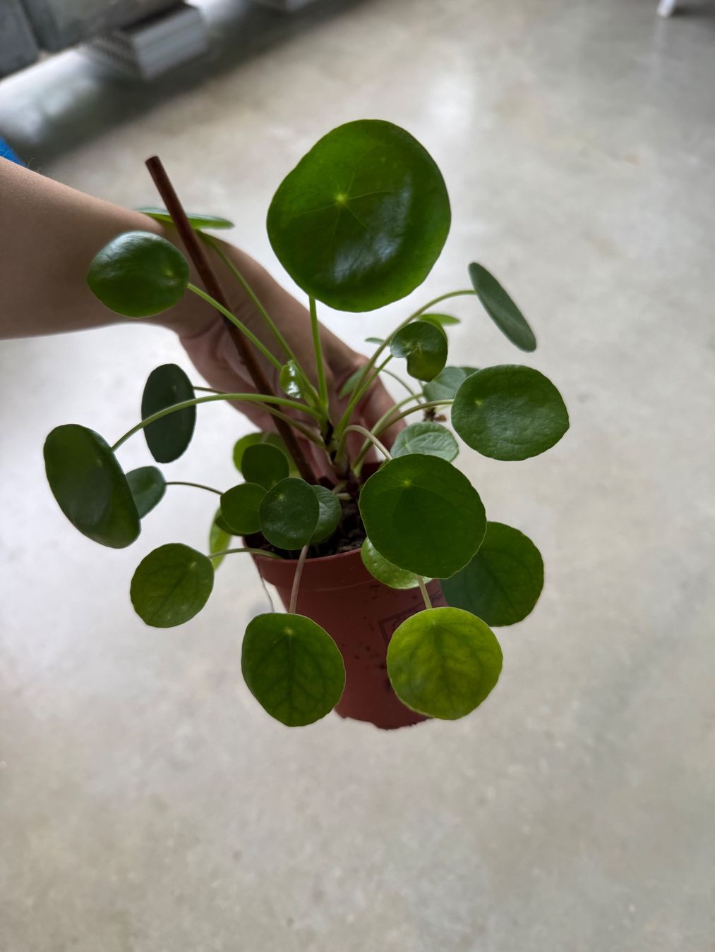 Piante & sementi: Pilea Pflanze – Usato da Bern venduto da Wil.Wayne
