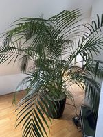 Zimmerpflanze Areca Palme (gross)