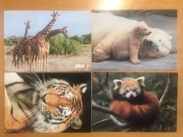 4x Grusskarten Zoo Zürich Säugetiere