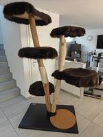 Katzenbaum