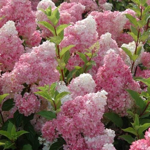 Piante & sementi: Hortensia Vanille Fraise 2x  20cm – Nuovo e nell'imballaggio originale da Bremblens venduto da FIBONACCI369 1