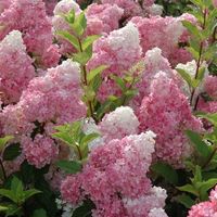 Hortensia Vanille Fraise 20cm