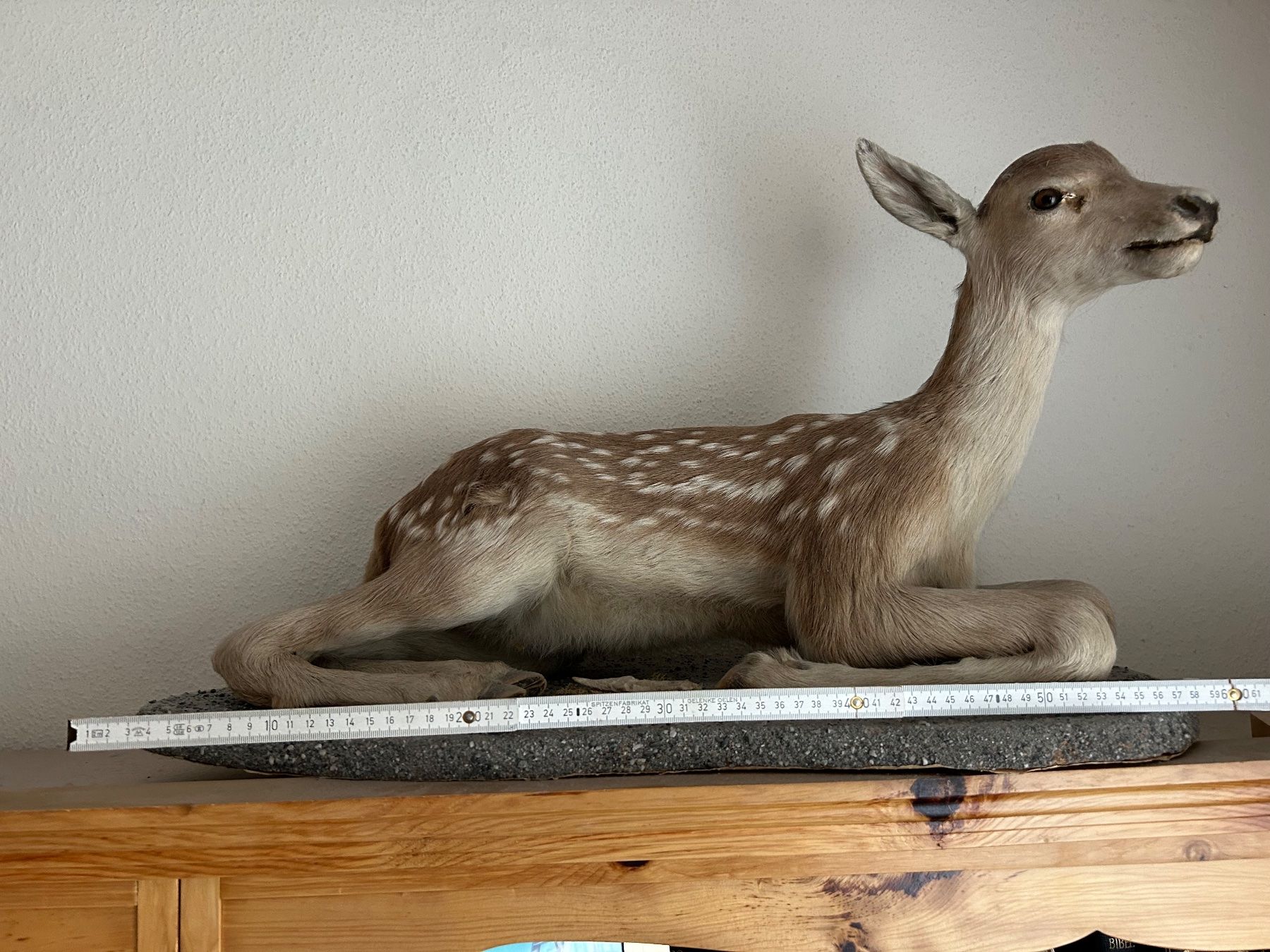 Il mondo degli animali: Trophäe Hirschkalb ausgestopft – Usato da Davos Platz venduto da cilgia08 3
