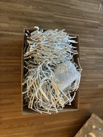Vitra algue alge strck vorhang eine kiste voll!!