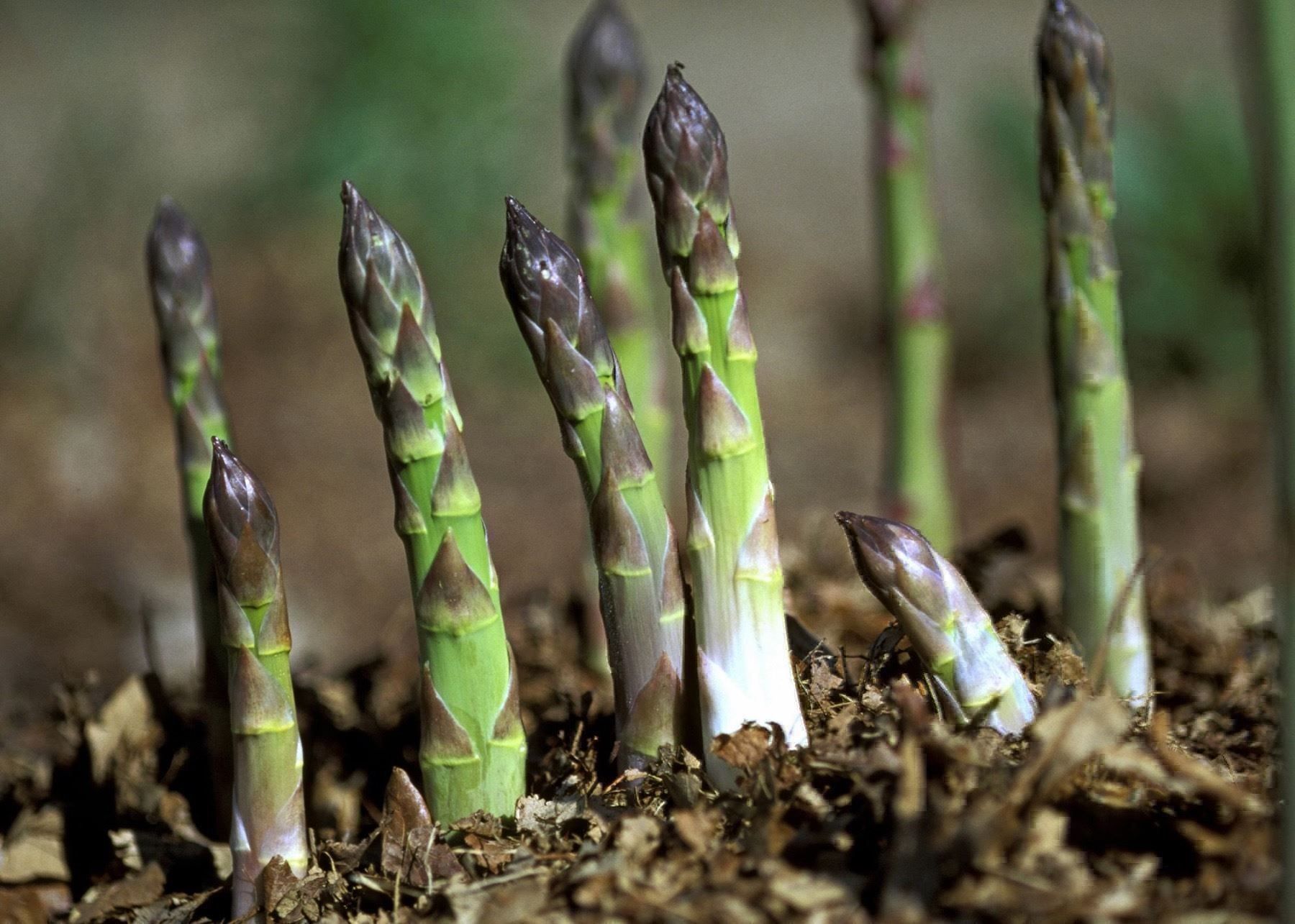 Piante & sementi: 50 Samen Spargel PRECCOCE D'ARGENTEUIL – Nuovo (secondo la descrizione) da Ehrendingen venduto da VerveinaSamen 2