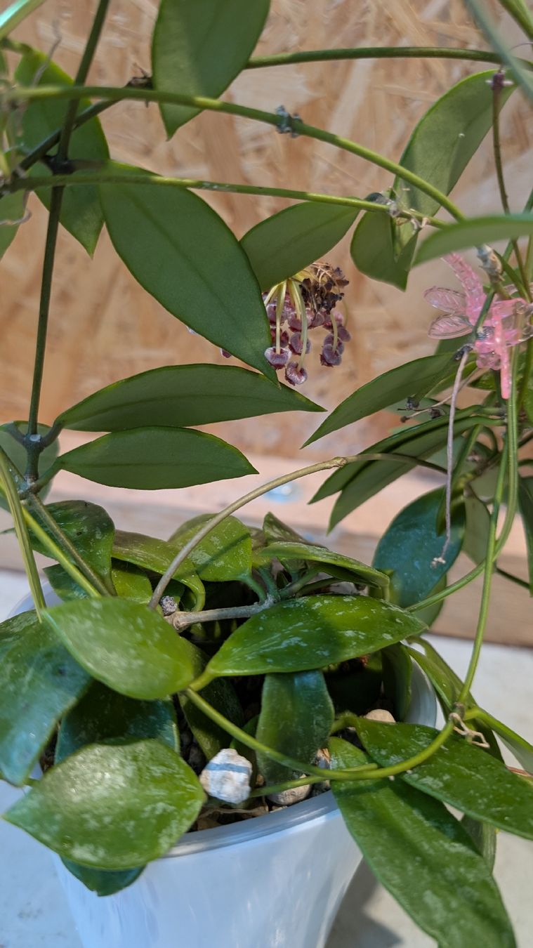 Plantes & graines: Hoya Pubicalyx – D'occasion à Untervaz par Lyraia 1