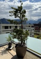 Zypresse in schönem Topf Bonsai Balkon wetterfest