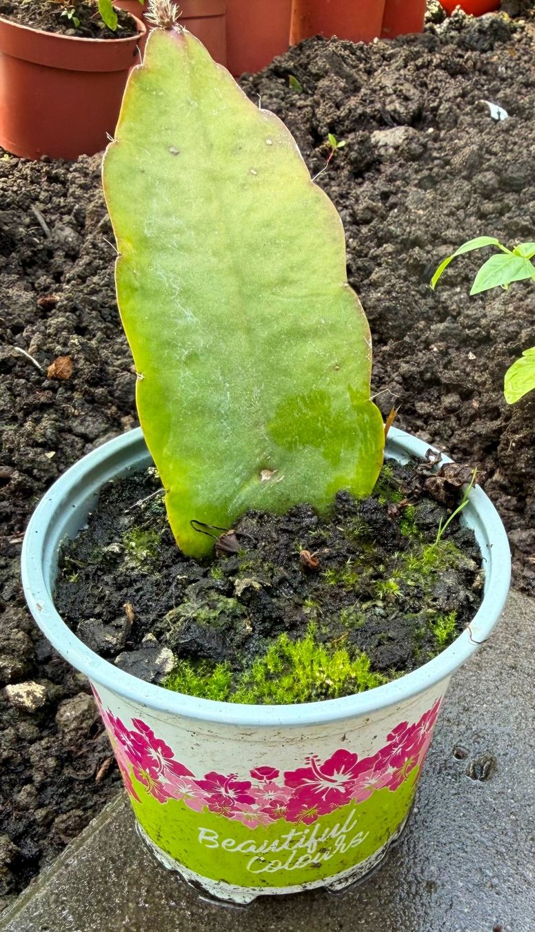 Piante & sementi: Epiphyllum "Karminrot" - eine Pflanze! – Nuovo (secondo la descrizione) da Steffisburg venduto da Petroselium 1