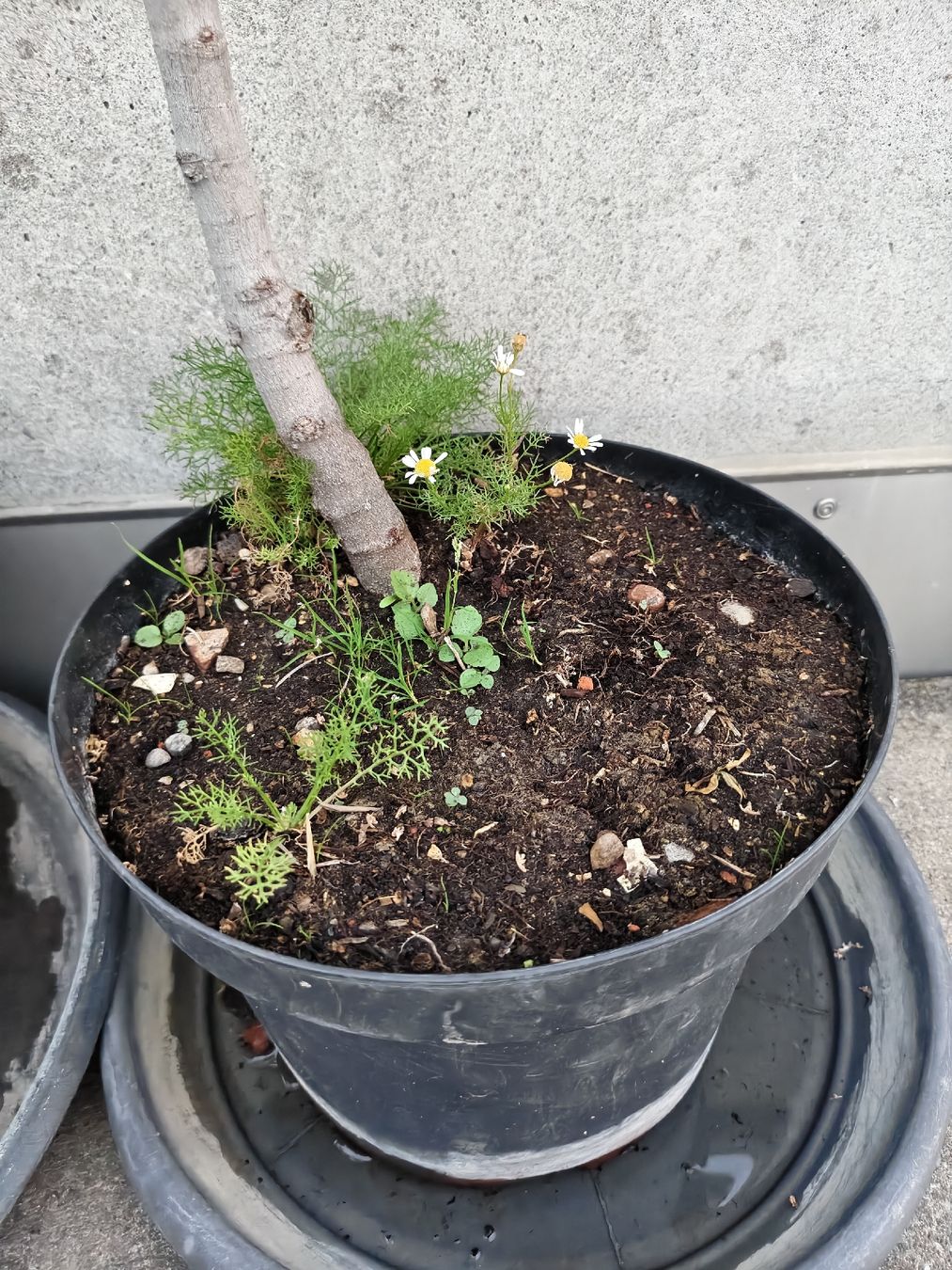Pflanzen & Samen: 2 Feigenbäume  – Gebraucht aus Basel von ual_dnt2 2