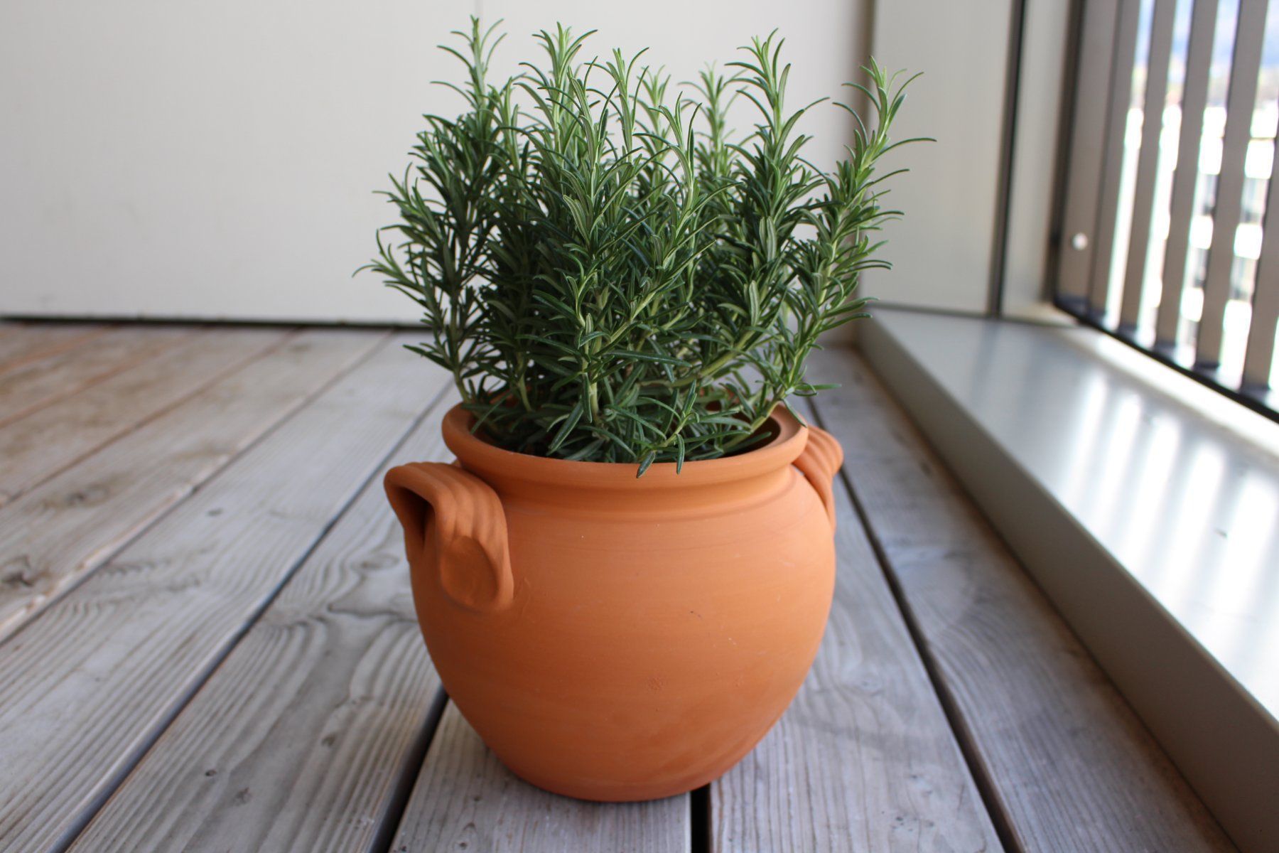 Vasi per fiori: Pflanzentopf/Tontopf/Blumentopf/Garten – Nuovo e nell'imballaggio originale da Zürich venduto da StellaKar 1