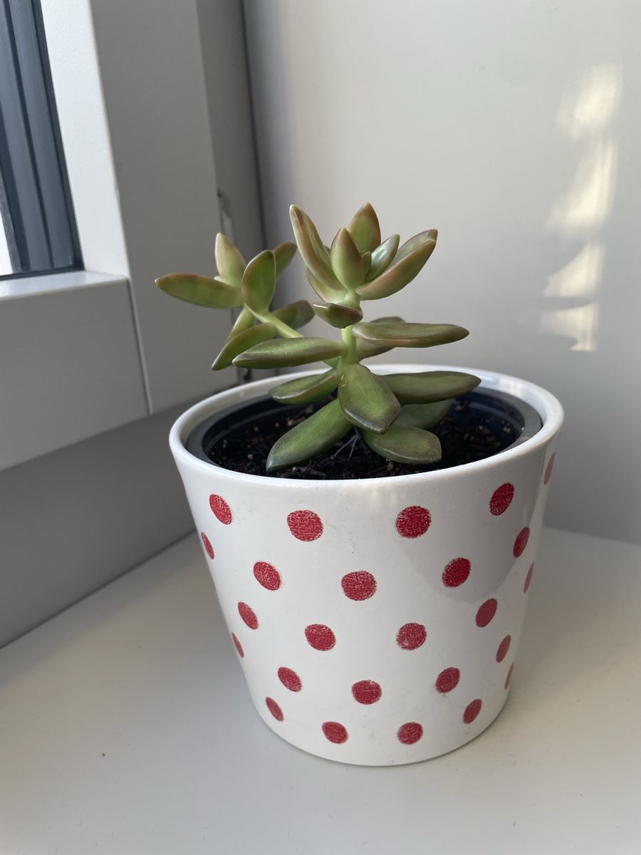 Piante & sementi: Cactus, Sukkulente with cute pot  – Usato da Uster venduto da momogarden 2