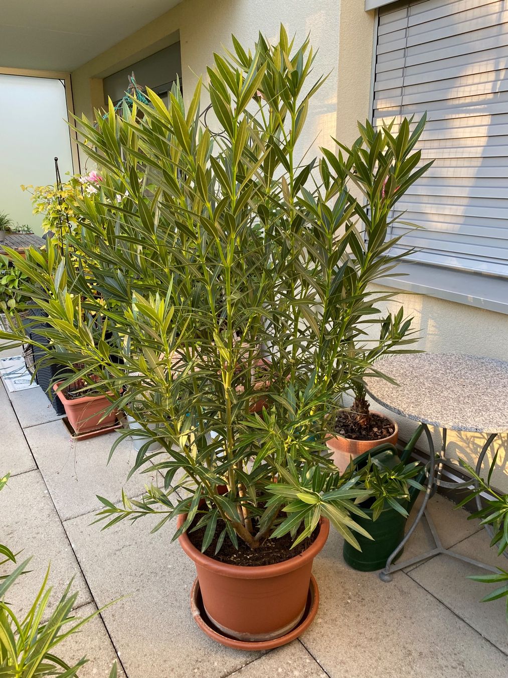 Piante & sementi: Oleander rosa, Höhe 180 cm – Nuovo (secondo la descrizione) da Alchenflüh venduto da smart- 2