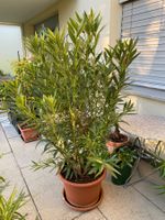 Oleander rosa, Höhe 180 cm