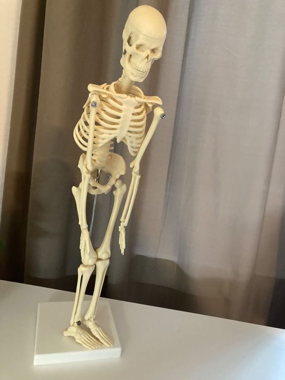 Miniatur Sarg Mit Skelett - Gruselige Halloween Deko Für Tisch Und Party