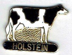 Holstein Kuh