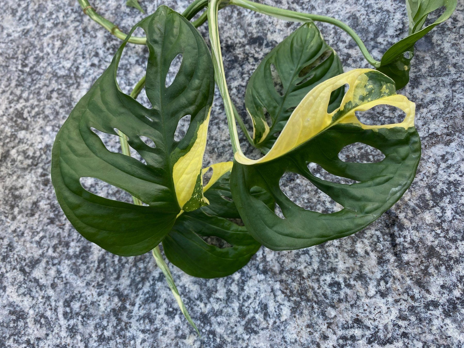 Monstera adansonii variegata (Monkey Leaf), bew. Steckling (Neu (gemss  Beschreibung)) in Winterthur fr CHF 15  mit Lieferung auf Ricardo kaufen