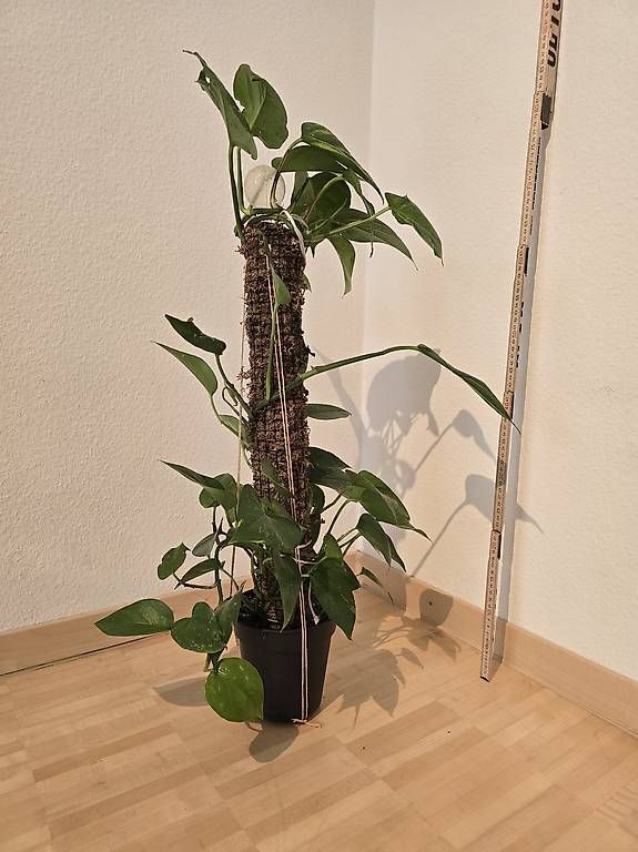 Efeutute an Mossstab, 80cm (D'occasion)  Basel pour CHF 15  retrait  uniquement | Acheter sur Ricardo