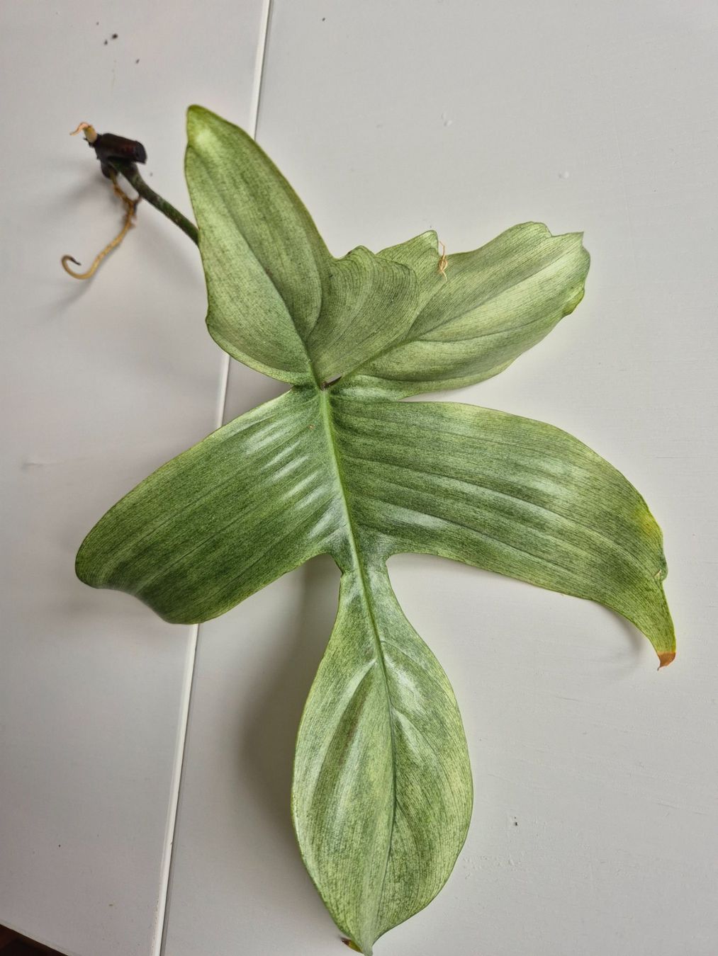 Piante & sementi: Philodendron Florida Ghost Steckling – Usato da Urtenen-Schönbühl venduto da Pflanzenherberge
