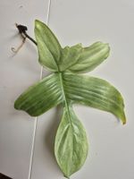Philodendron Florida Ghost Steckling