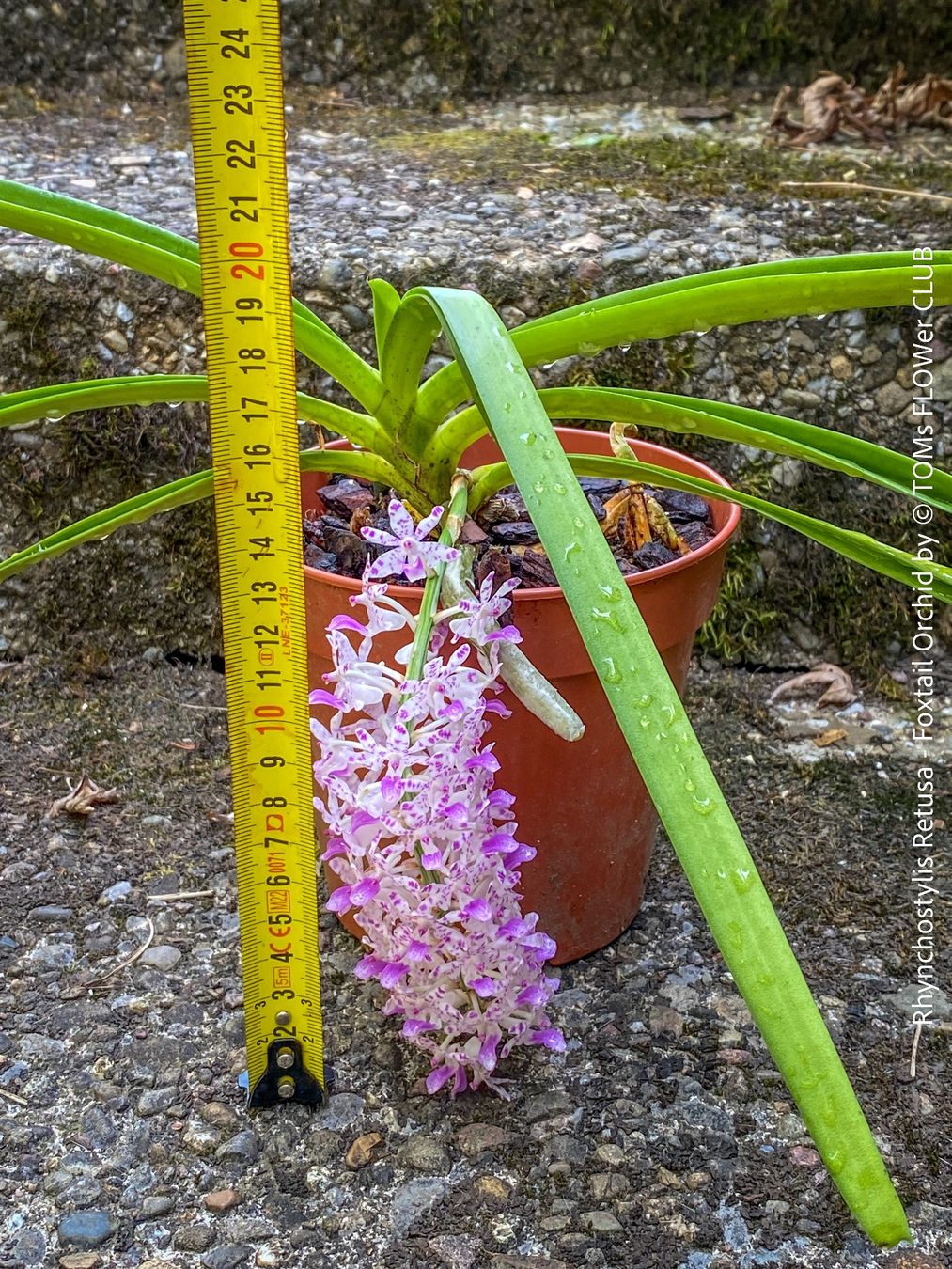 Pflanzen & Samen: Rhynchostylis Retusa - duftende "Fuchsschwanz" Orchidee – Neu und originalverpackt aus Adliswil von astom369 6