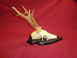 Reh, Geweihe, Trophäe, Horn, Dekoration, Jagd Abwurfstangen