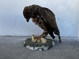 Ausgestopfter Mäussebussard mit Beute Tier Präparat 