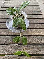 Hoya Carnosa “Wilbur Graves”