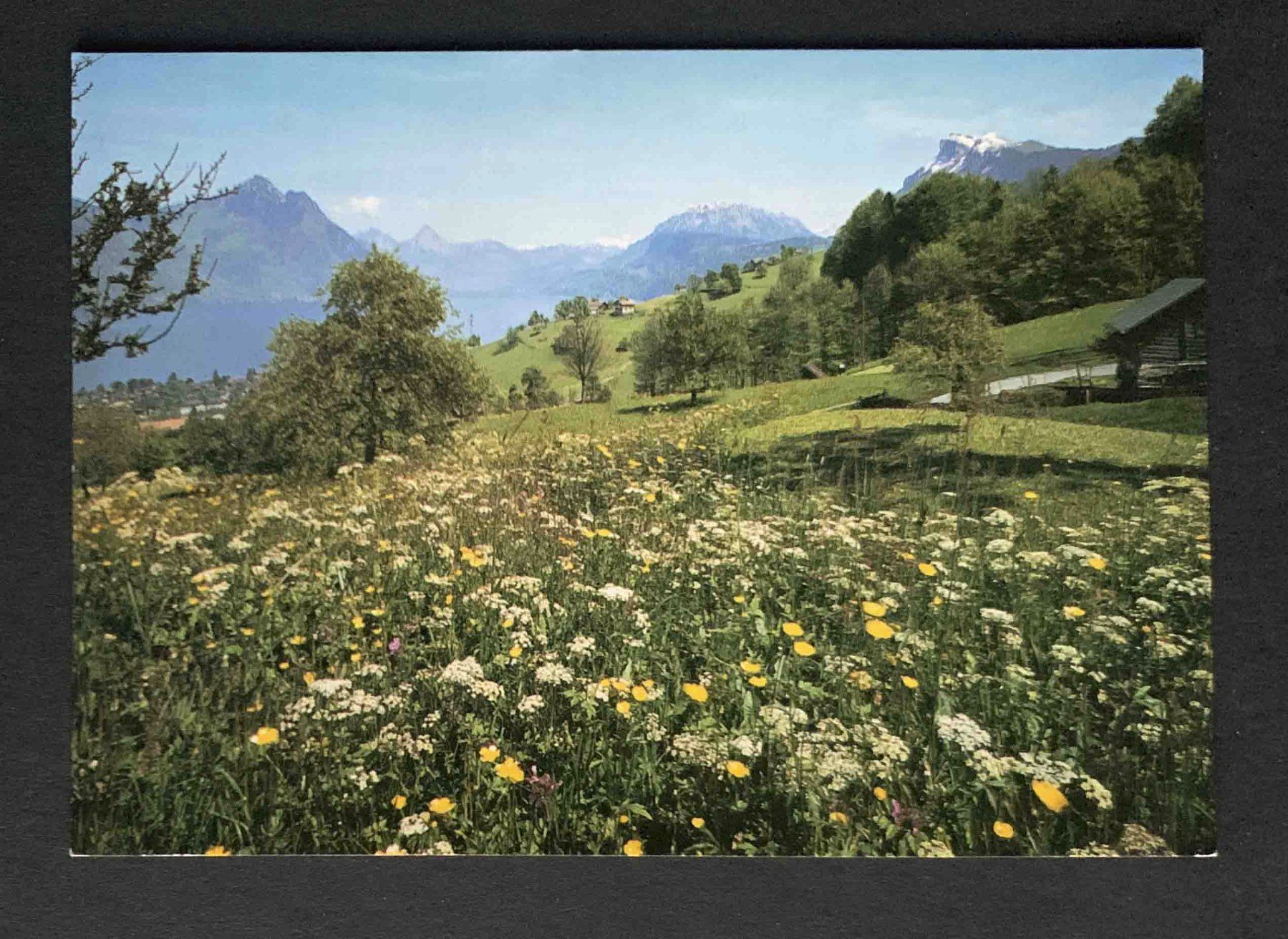 Cartoline postali: AK Beckenried Rigi Hochfluh – Usato da Goldau venduto da artelier1