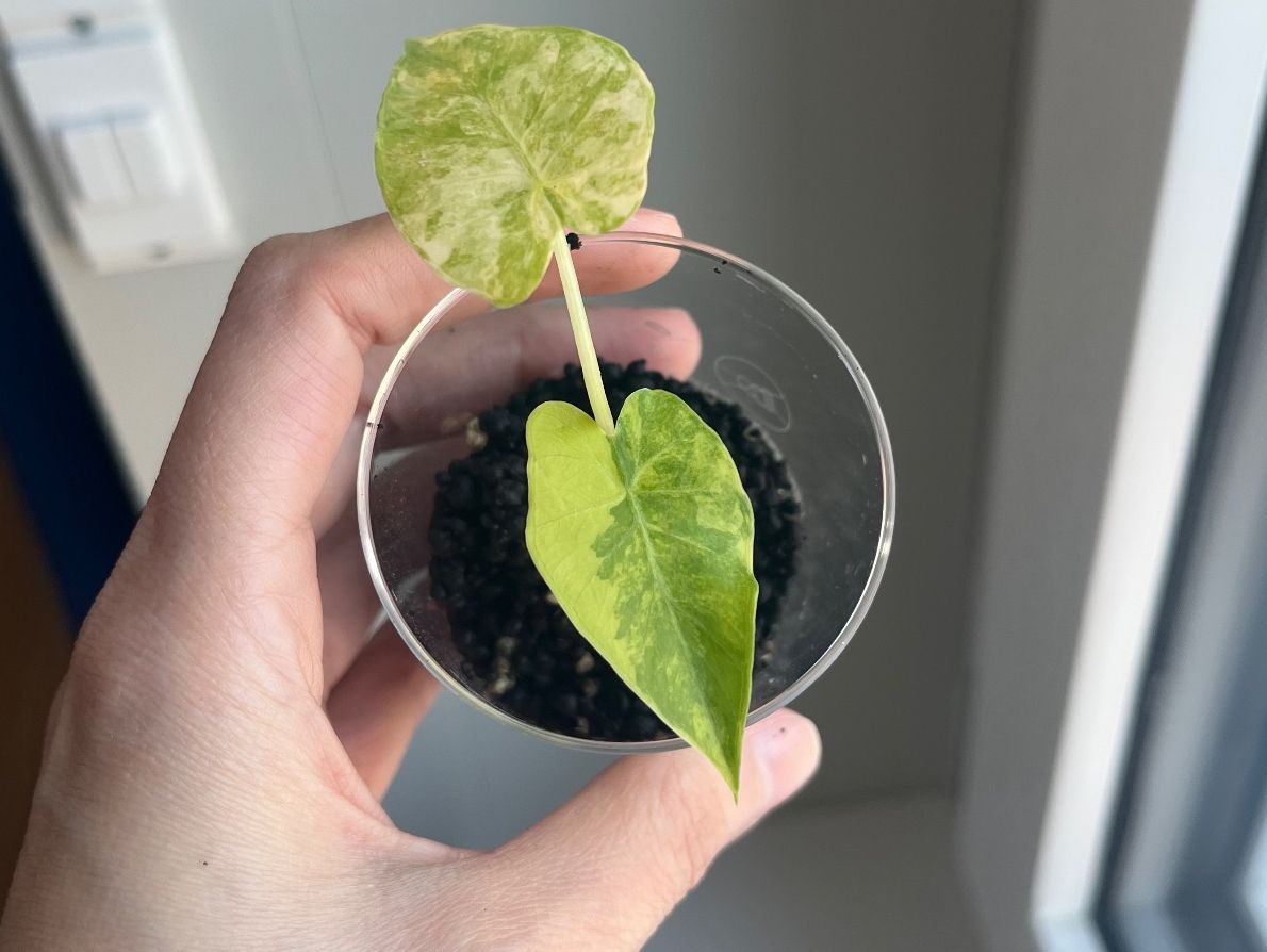 Piante & sementi: Alocasia Macrorrhiza Aurea Variegata – Usato da Zürich venduto da SummerUmbrage 1