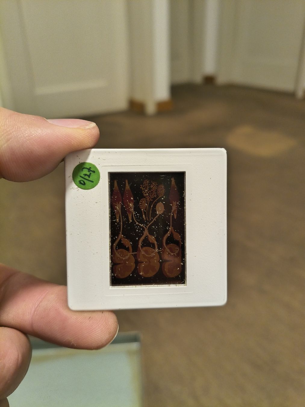 Collection of Medical Slides with case (D'occasion) à Zürich pour CHF ...