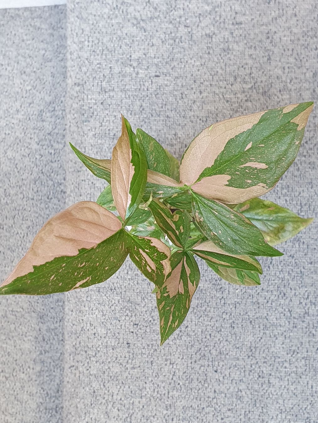 Pflanzen & Samen: Syngonium pink splash – Gebraucht aus Erlinsbach SO von Lea030 3