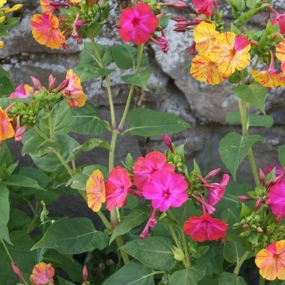 Piante & sementi: 20 SAMEN GRAINES SEMI MIRABILIS MIX Fleur De Mirabilis – Nuovo e nell'imballaggio originale da Rovio venduto da POSITIFFARTandPLANTS 4