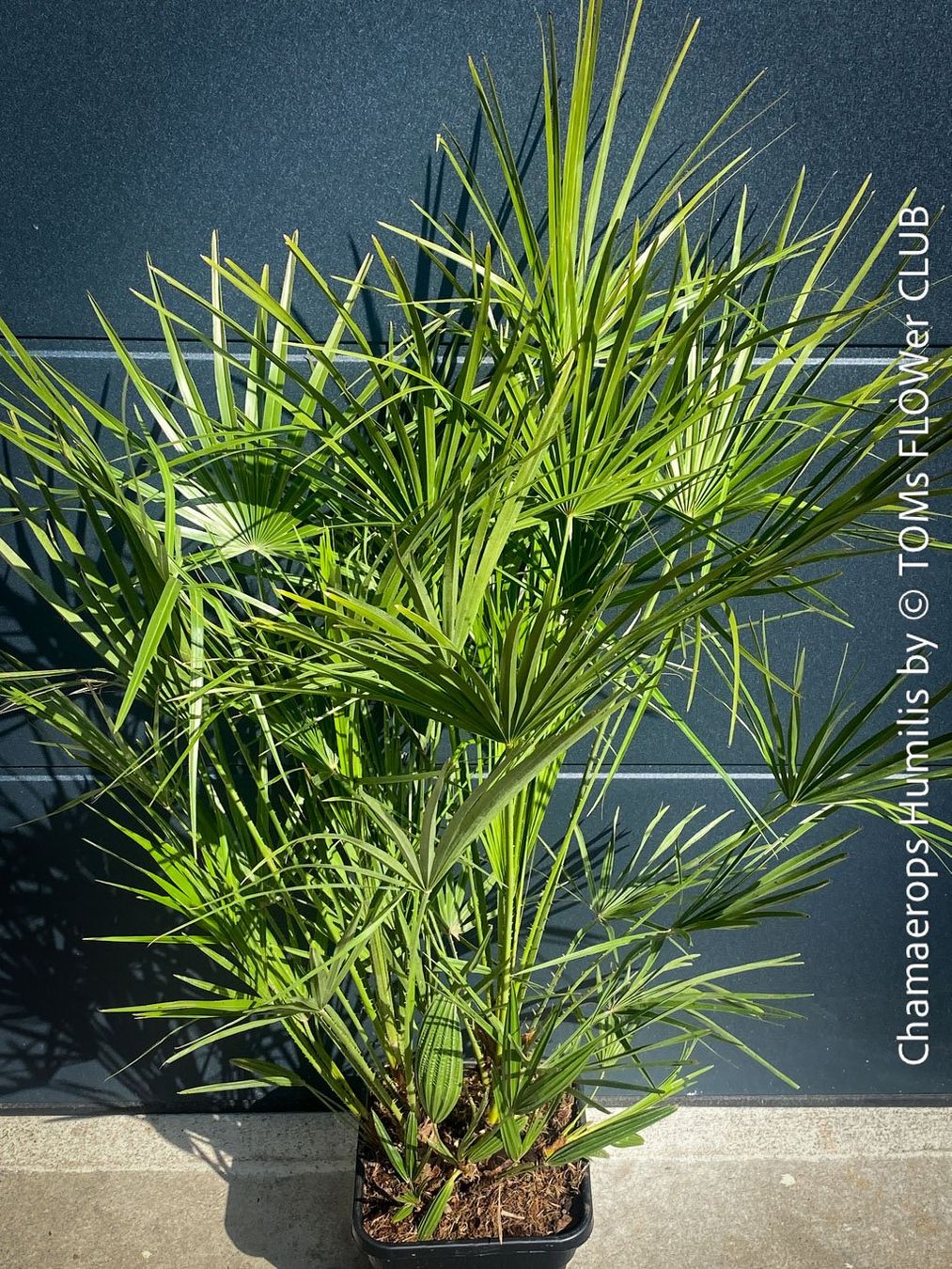Piante & sementi: Chamaerops Humilis - fürs Haus oder Garten - robuste Palme – Nuovo e nell'imballaggio originale da Adliswil venduto da astom369 9