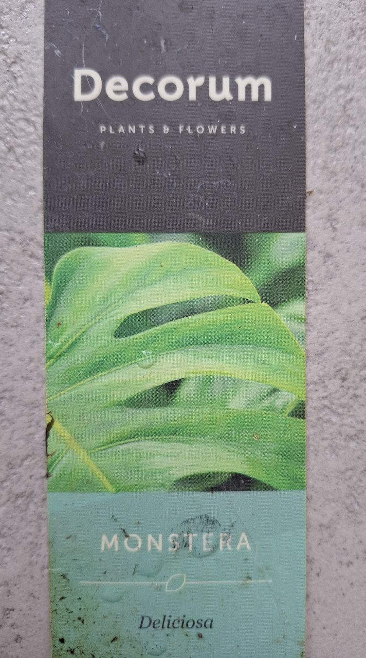 Piante & sementi: Echte Monstera – Nuovo (secondo la descrizione) da Neuenhof venduto da summer_25 5